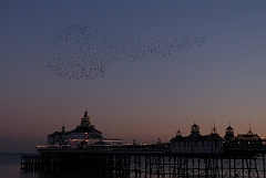 David Plant Photography - Wildlife Photographer - Starlings - D